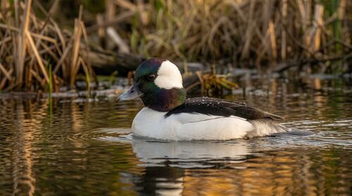 Bufflehead
