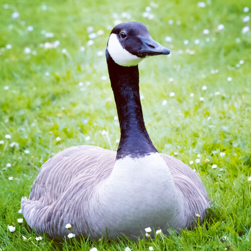 Canada Goose