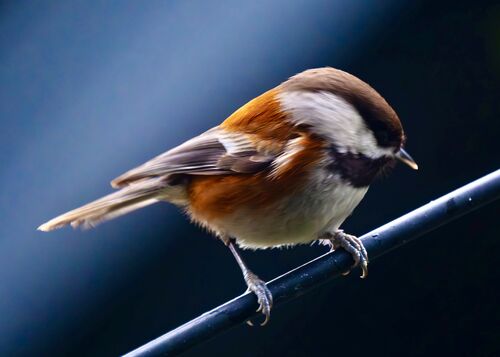 Chestnut-backed Chickadee