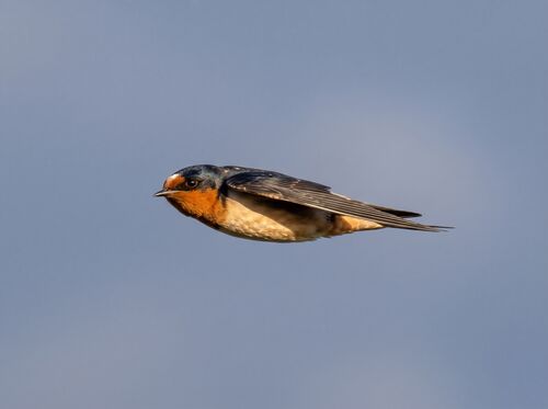 Cliff Swallow
