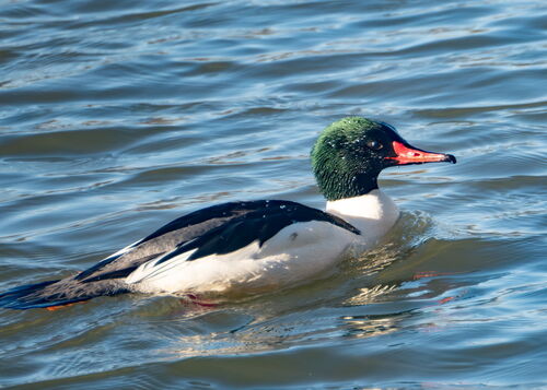Common Merganser