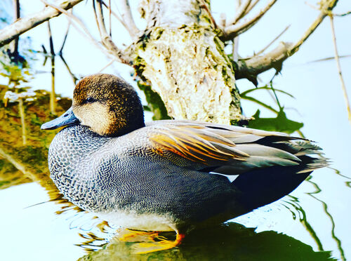 Gadwall