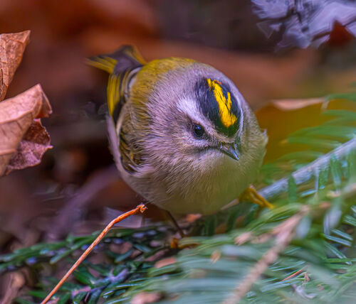 Golden-crowned Kinglet