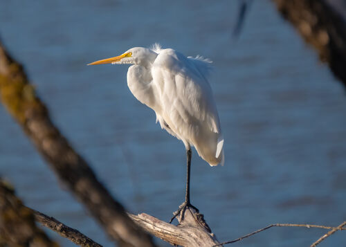 Great Egret