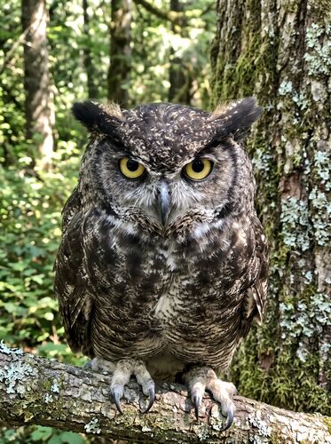 Great Horned Owl