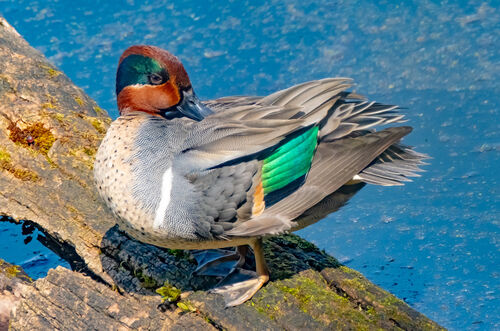 Green-winged Teal