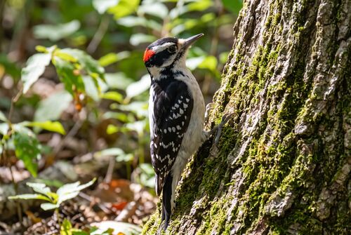 Hairy Woodpecker
