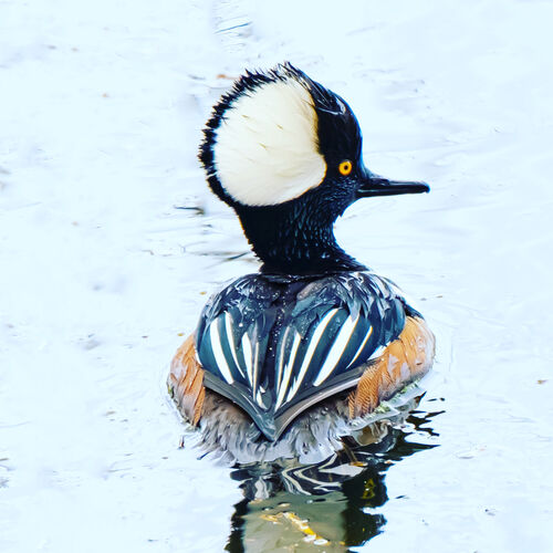 Hooded Merganser