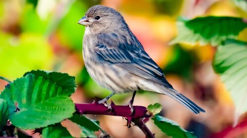 House Finch