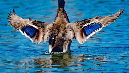Mallard