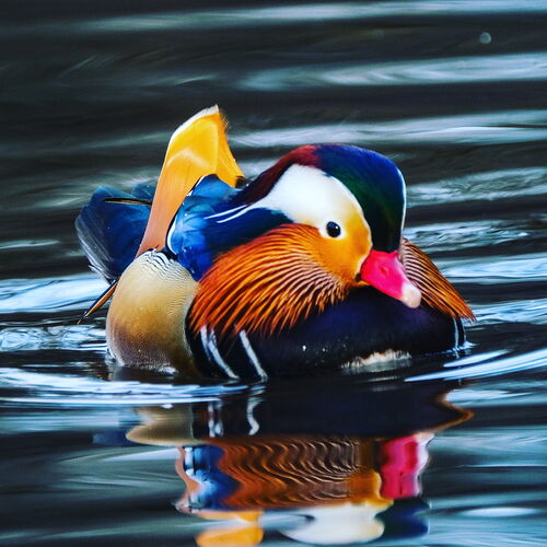 Mandarin Duck