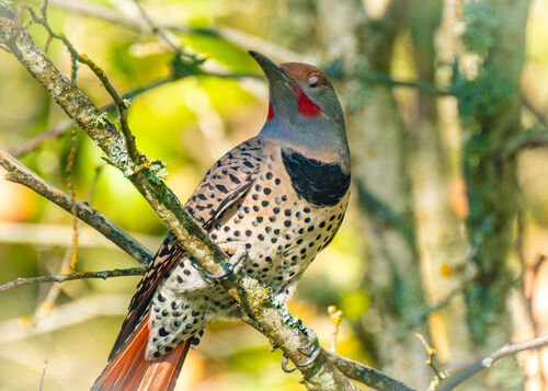 Northern Flicker