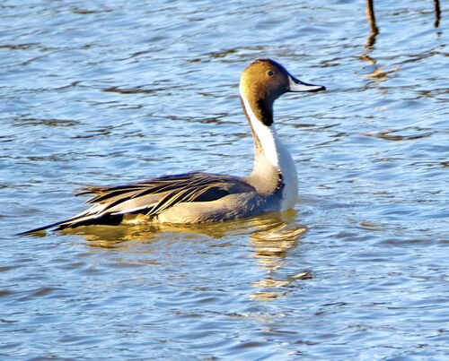 Northern Pintail