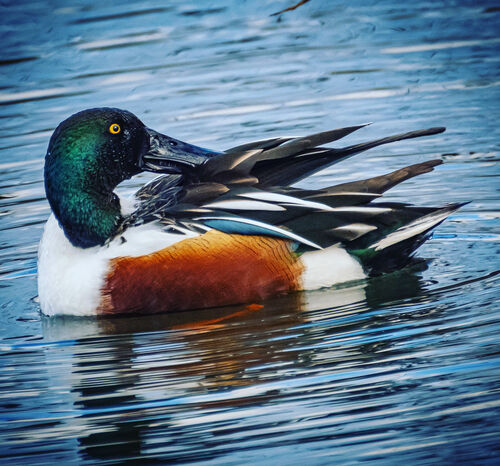 Northern Shoveler