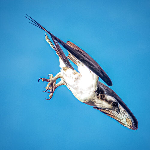Osprey