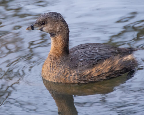 Pied-billed Grebe