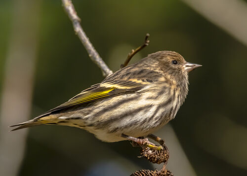 Pine Siskin