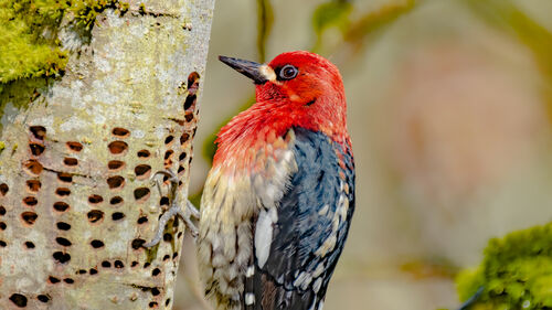 Red-breasted Sapsucker