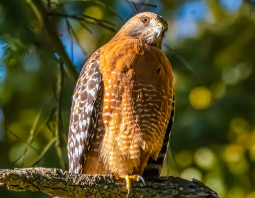 Red-shouldered Hawk