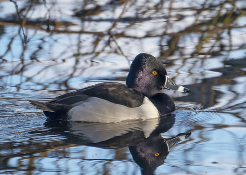 Ring-necked Duck