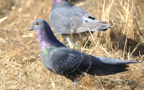 Rock Pigeon