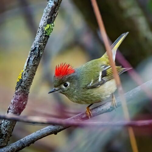 Ruby-crowned Kinglet