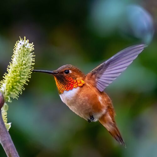 Rufous Hummingbird