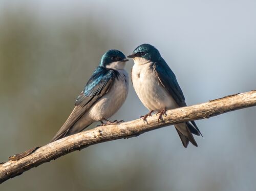 Tree Swallow