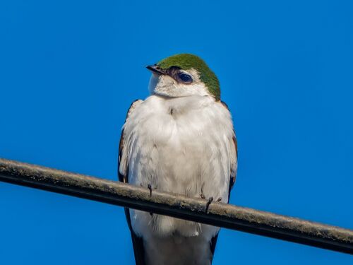 Violet-green Swallow
