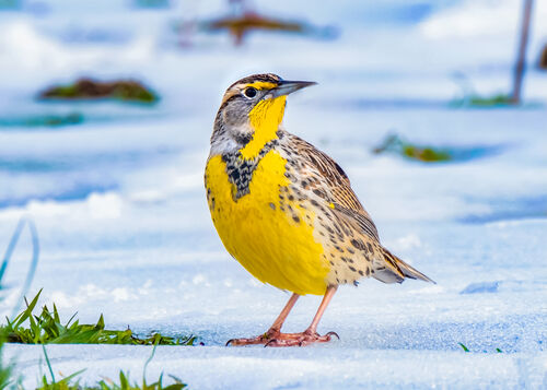 Western Meadowlark