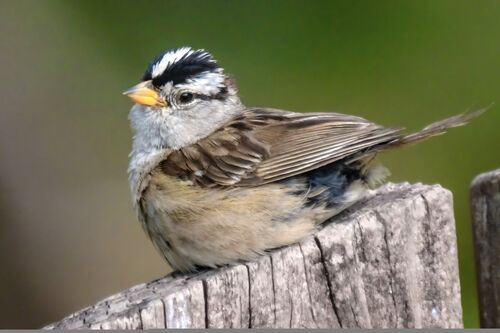 White-crowned Sparrow
