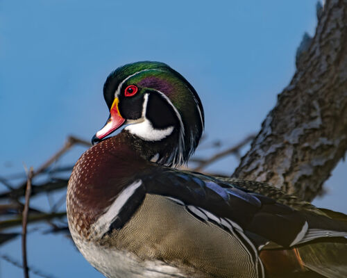 Wood Duck