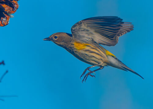 Yellow-rumped Warbler