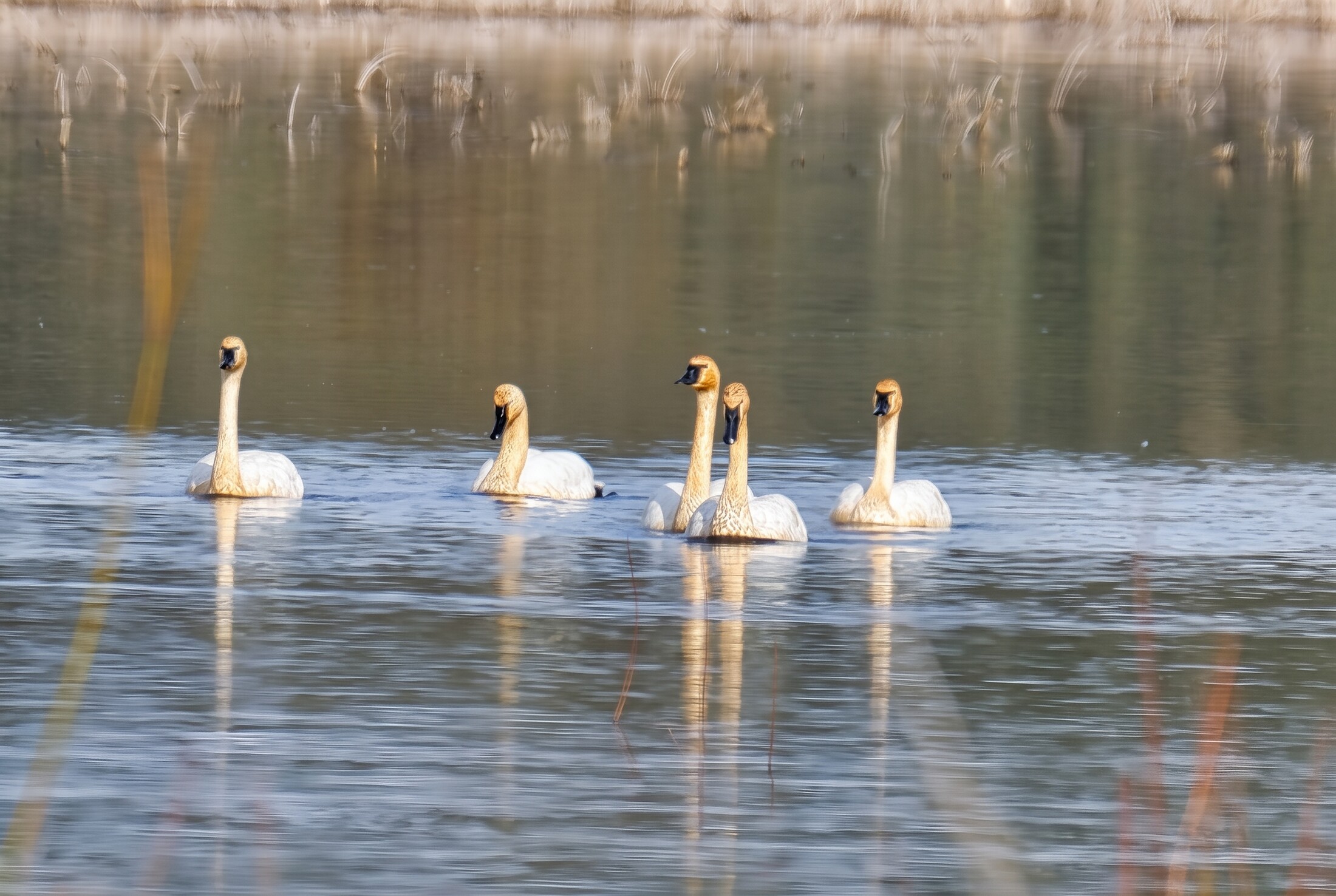 A pair of Tundra Swans at Oaks Bottom Wildlife Refuge