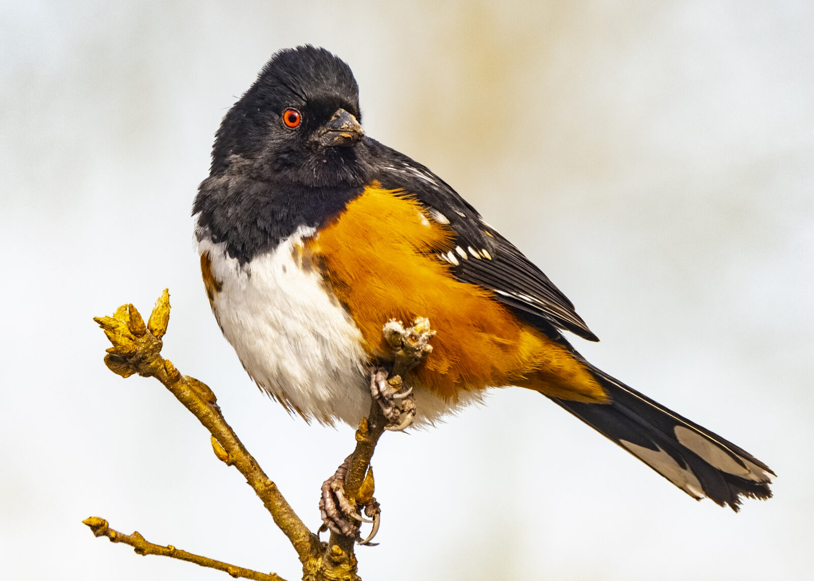 Spotted Towhees
