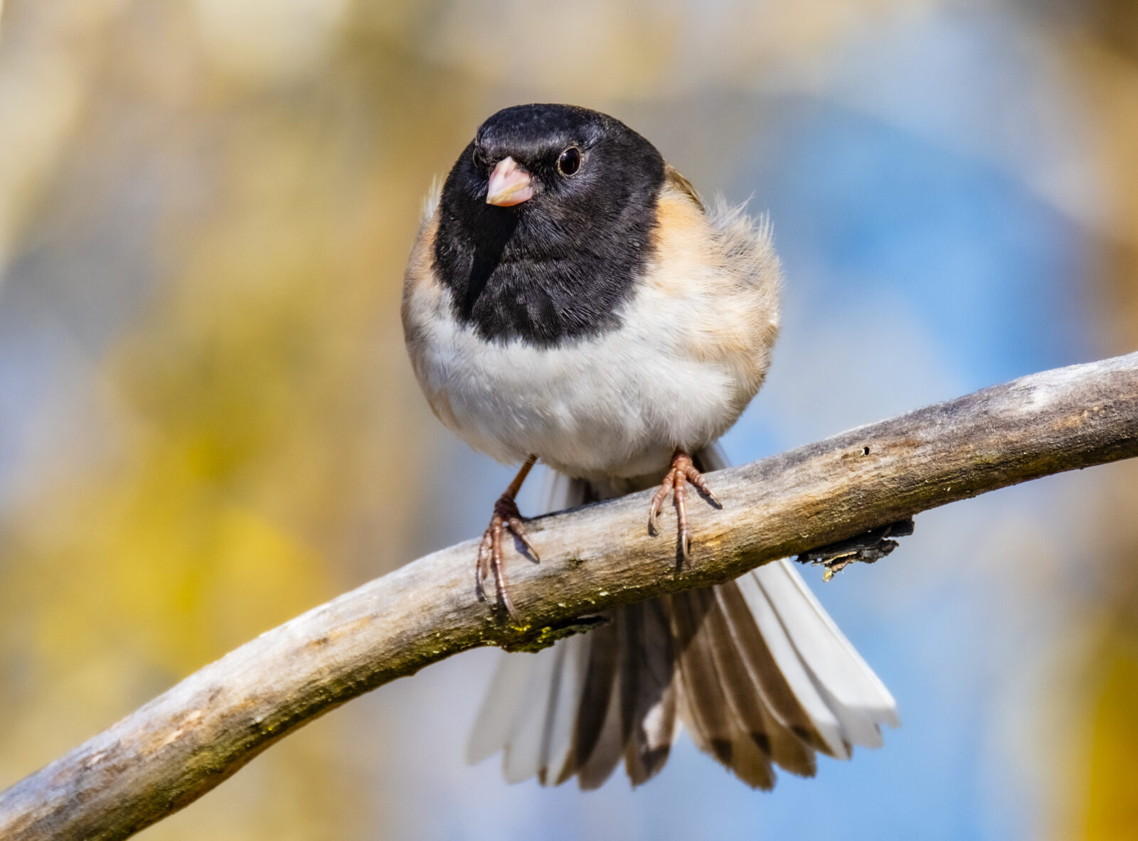 Dark-Eyed Juncos