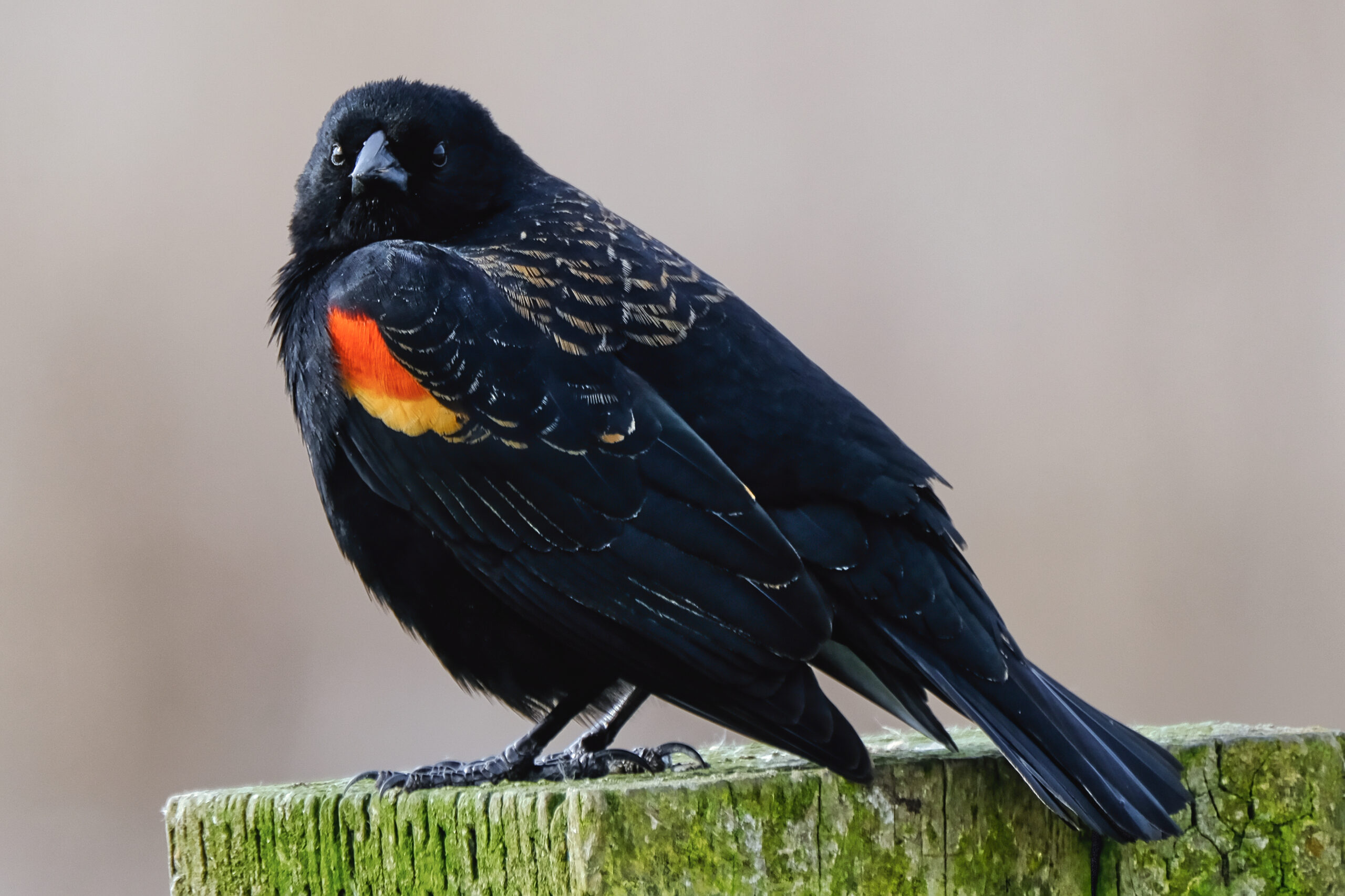 Red-Winged Blackbirds