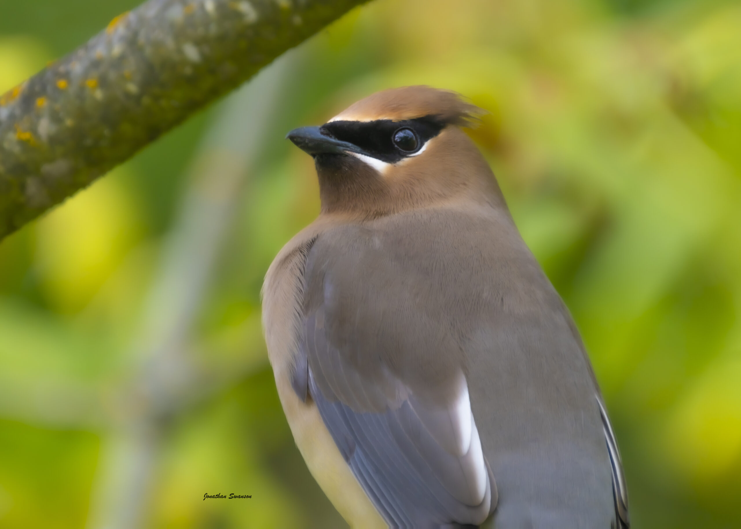 Cedar Waxwings