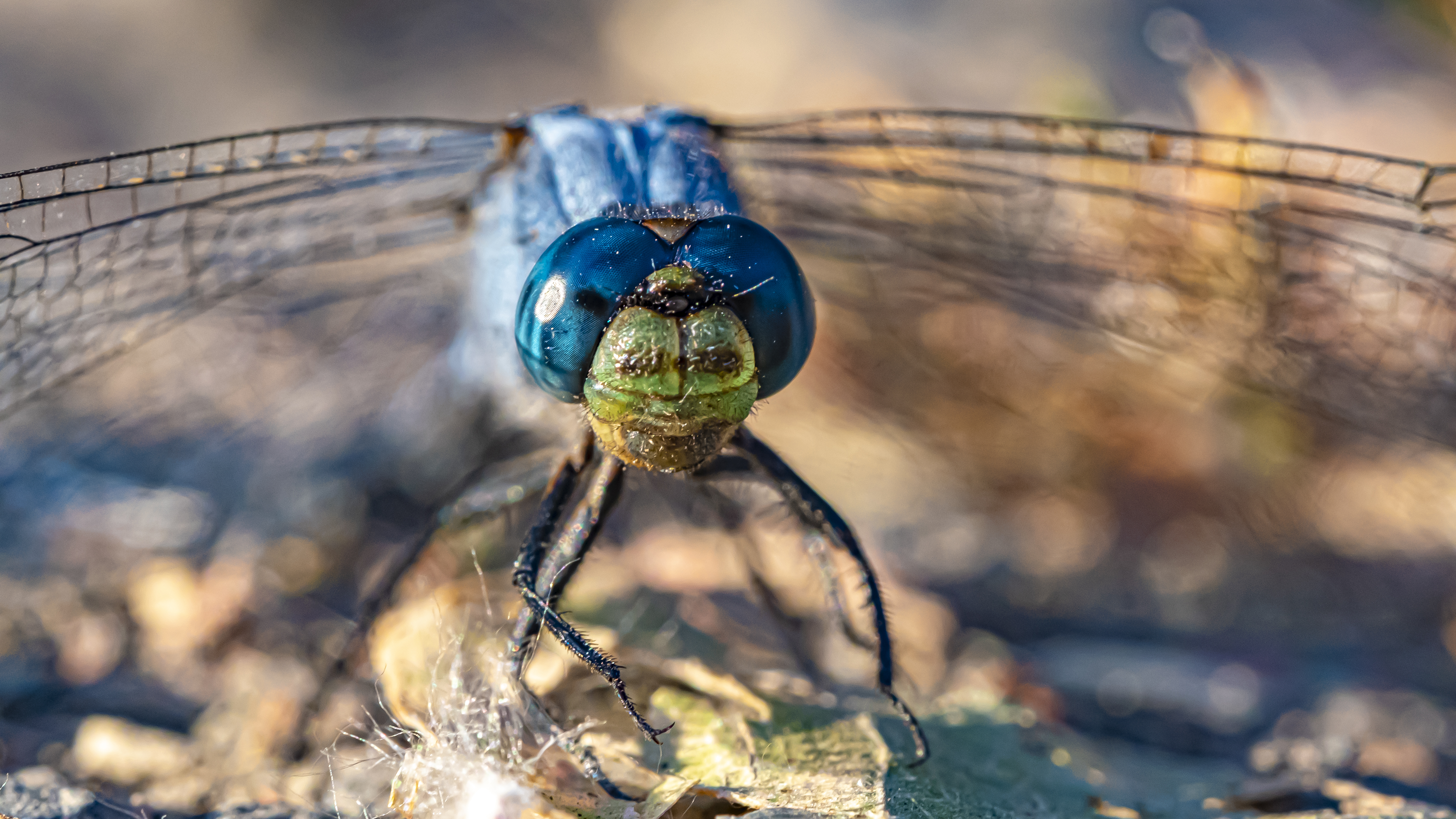 dragonfly