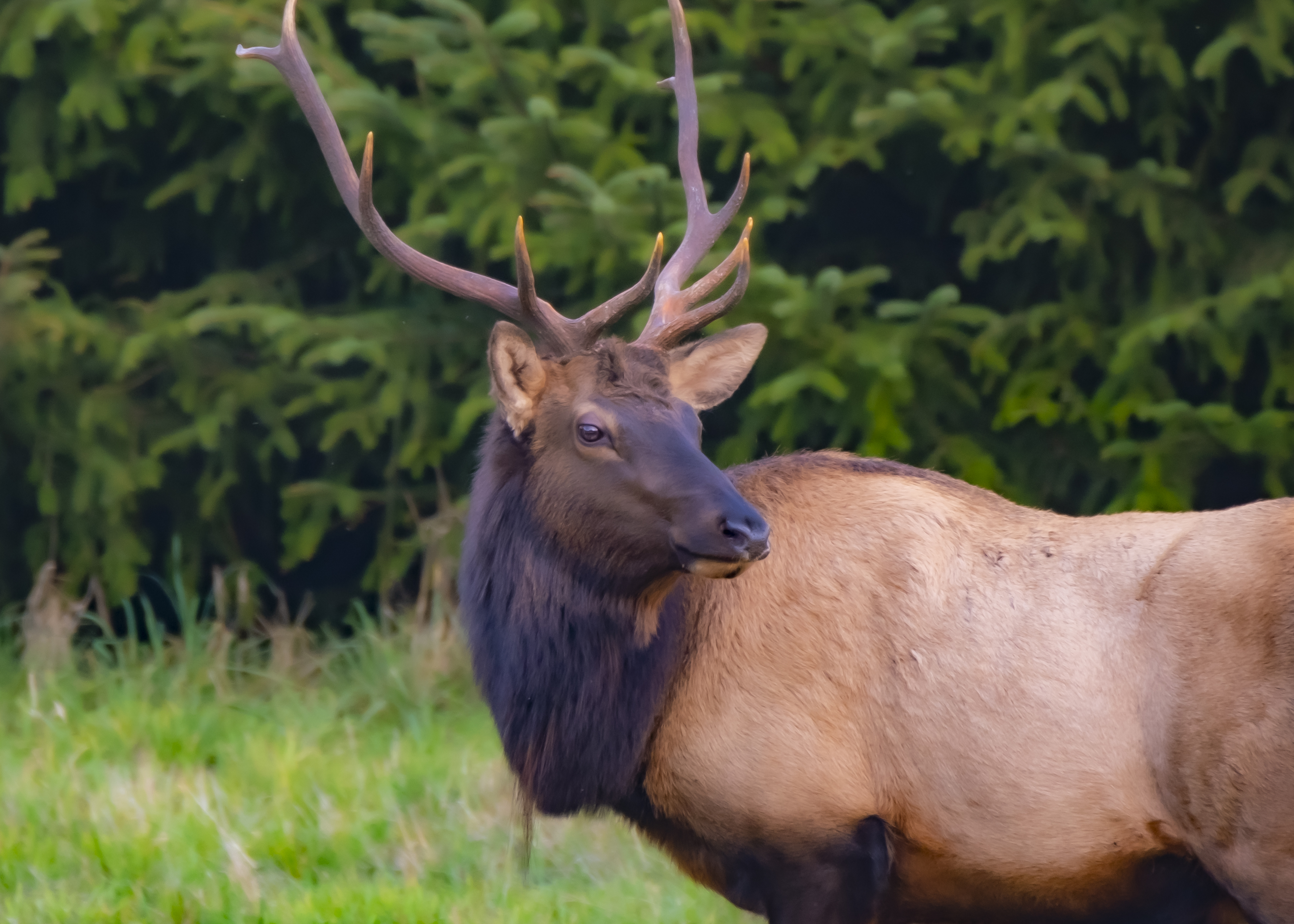 elk