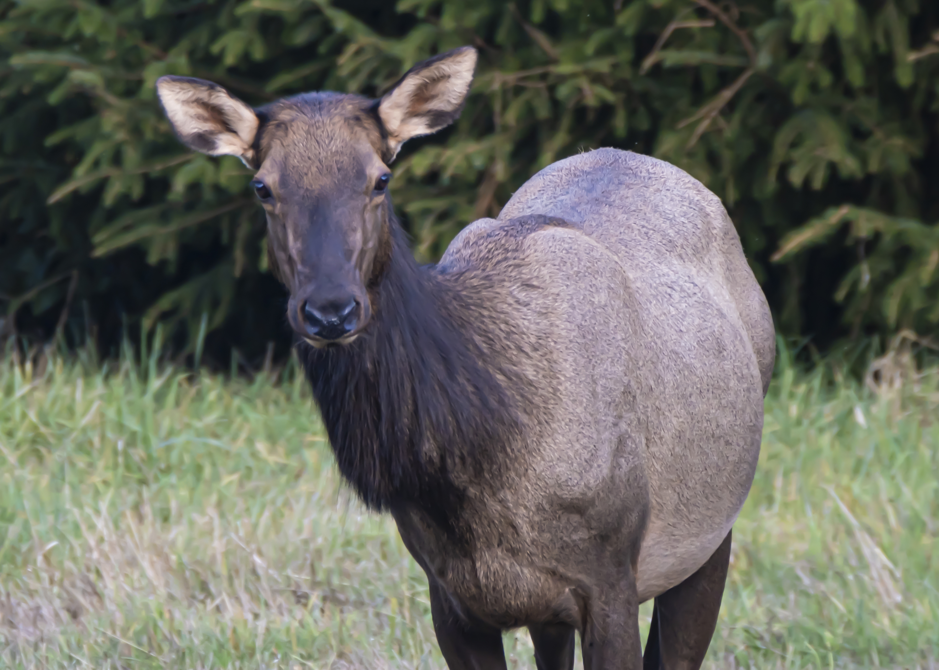 A Female Elk