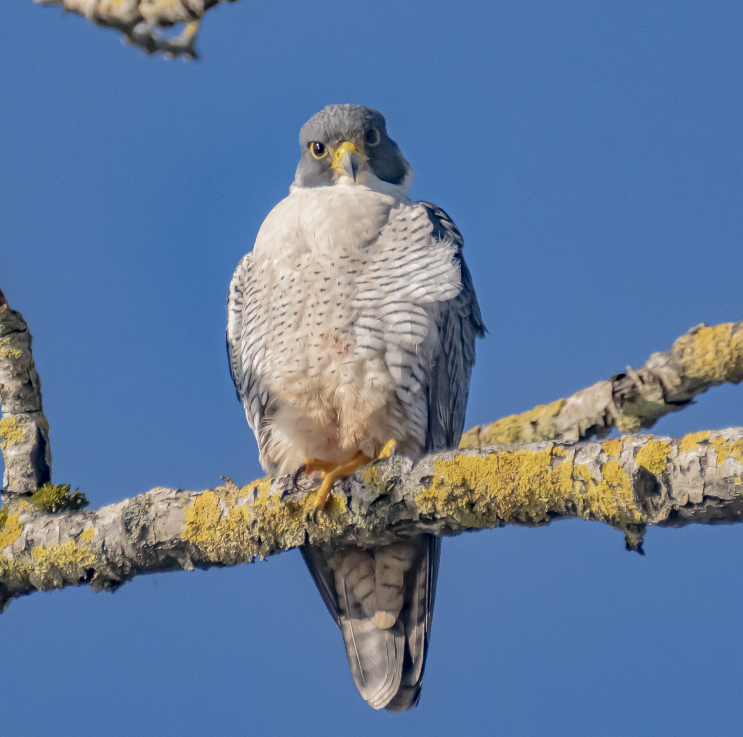 Peregrine Falcon