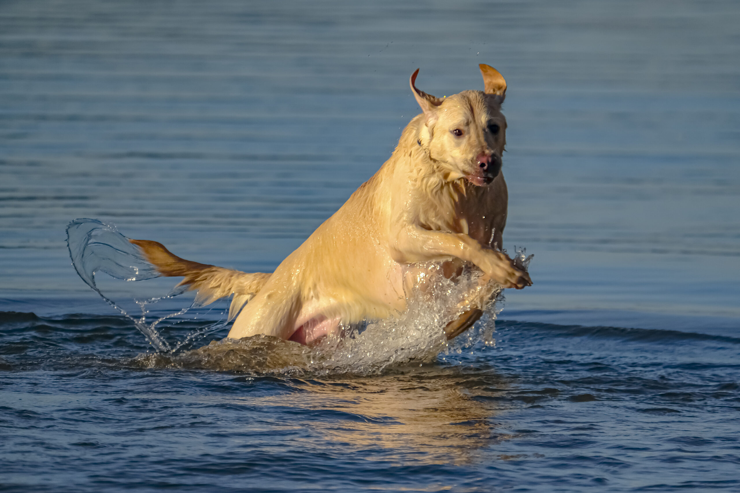Dog in Water