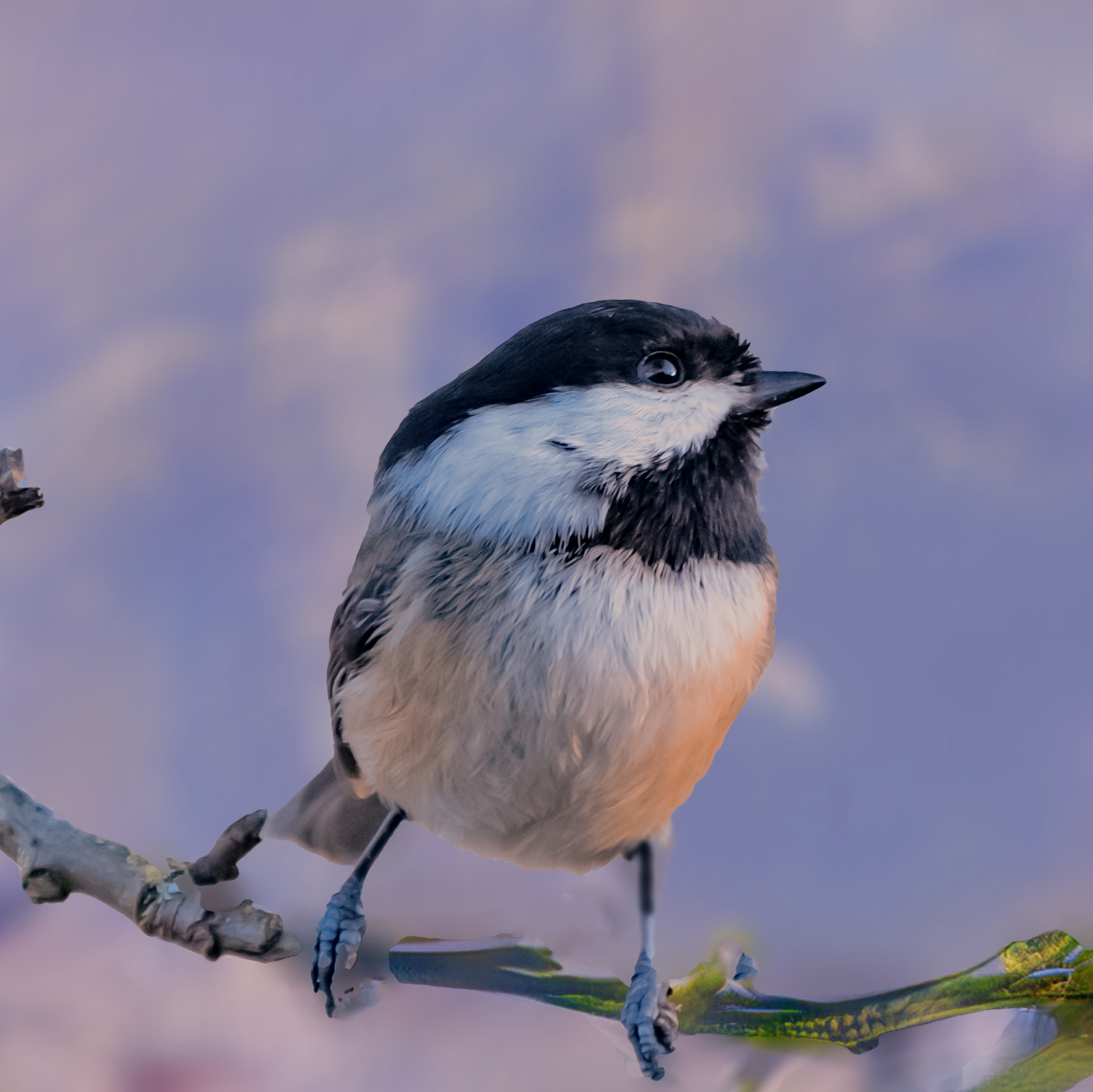 Black-Capped Chickadees