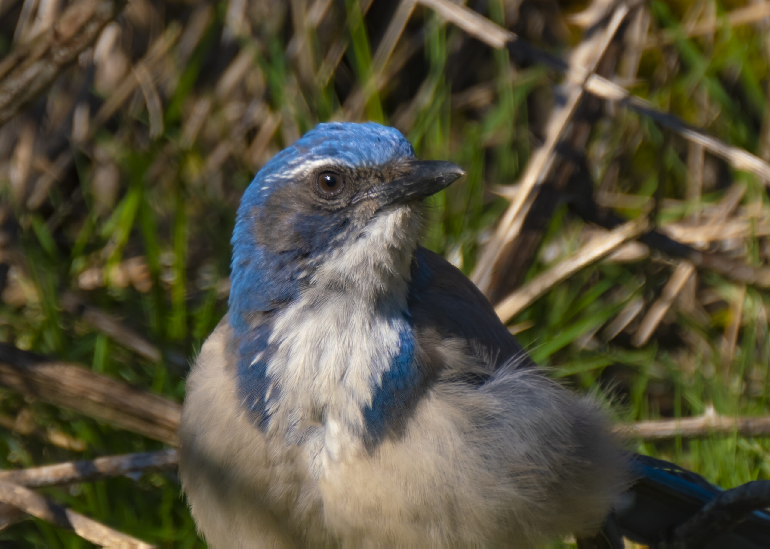 Western Scrub-Jays
