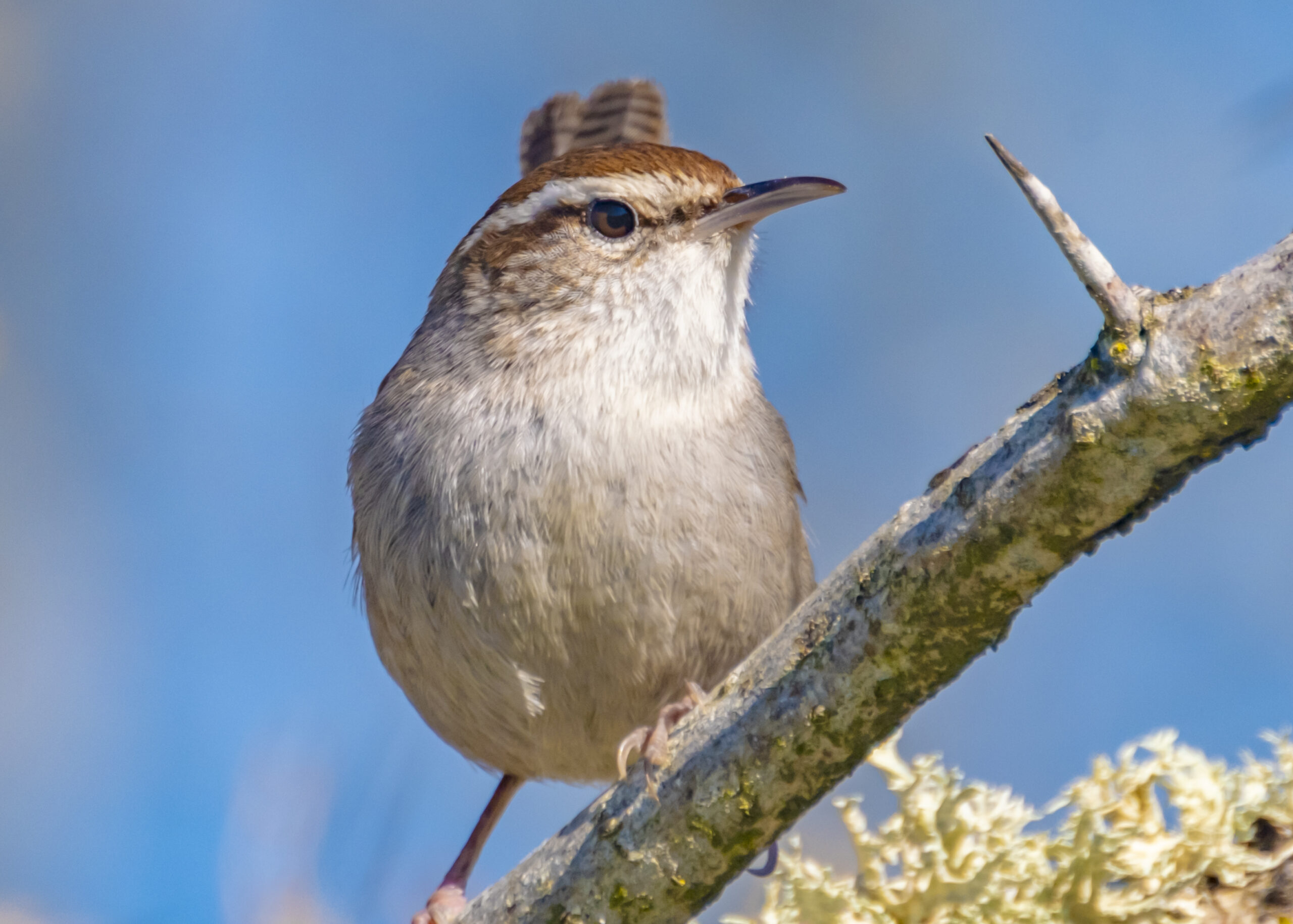 Bewick’s Wrens