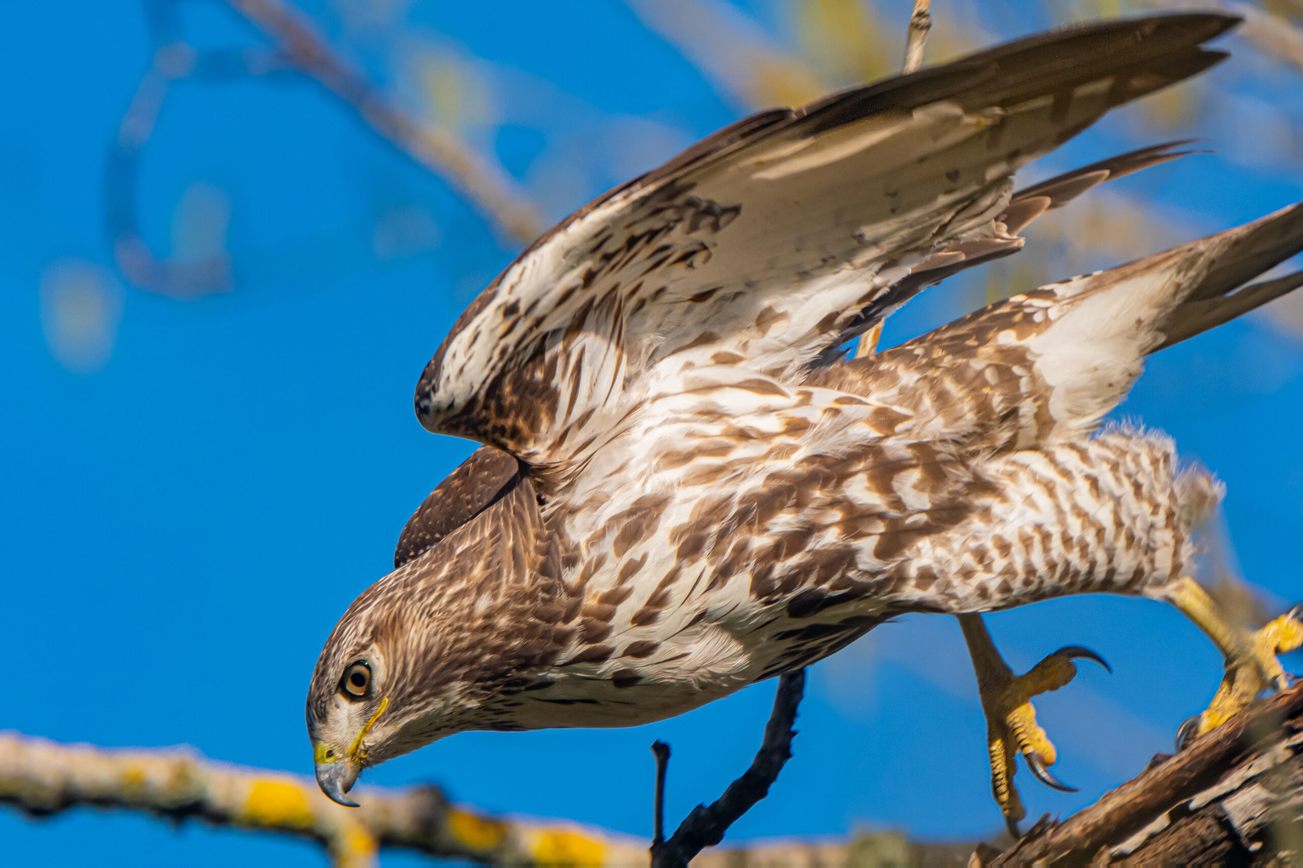 Red-tailed Hawk