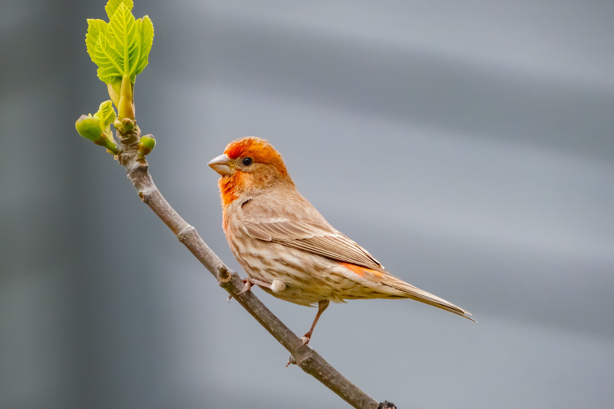 House Finches