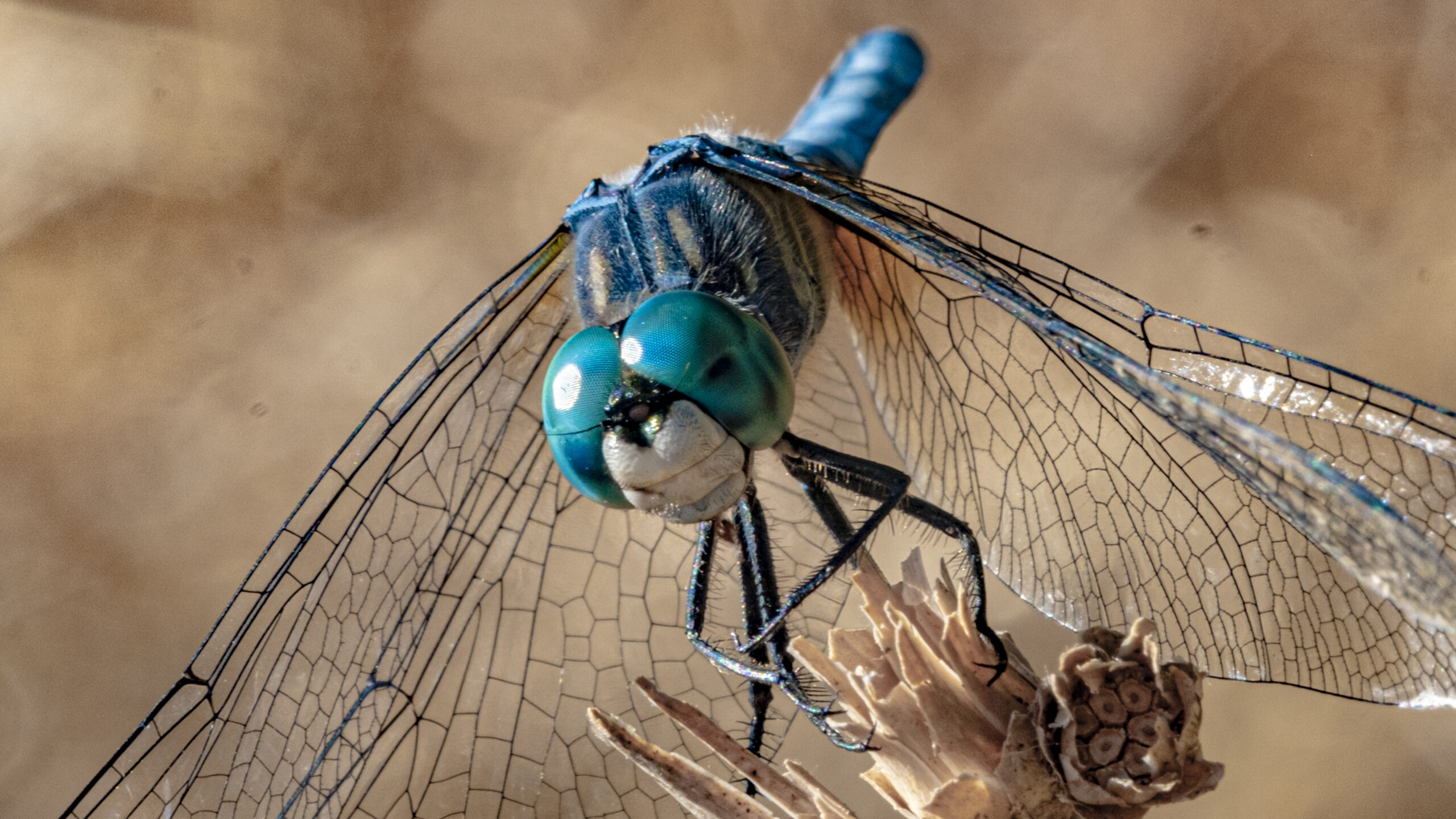 Blue Dragonfly