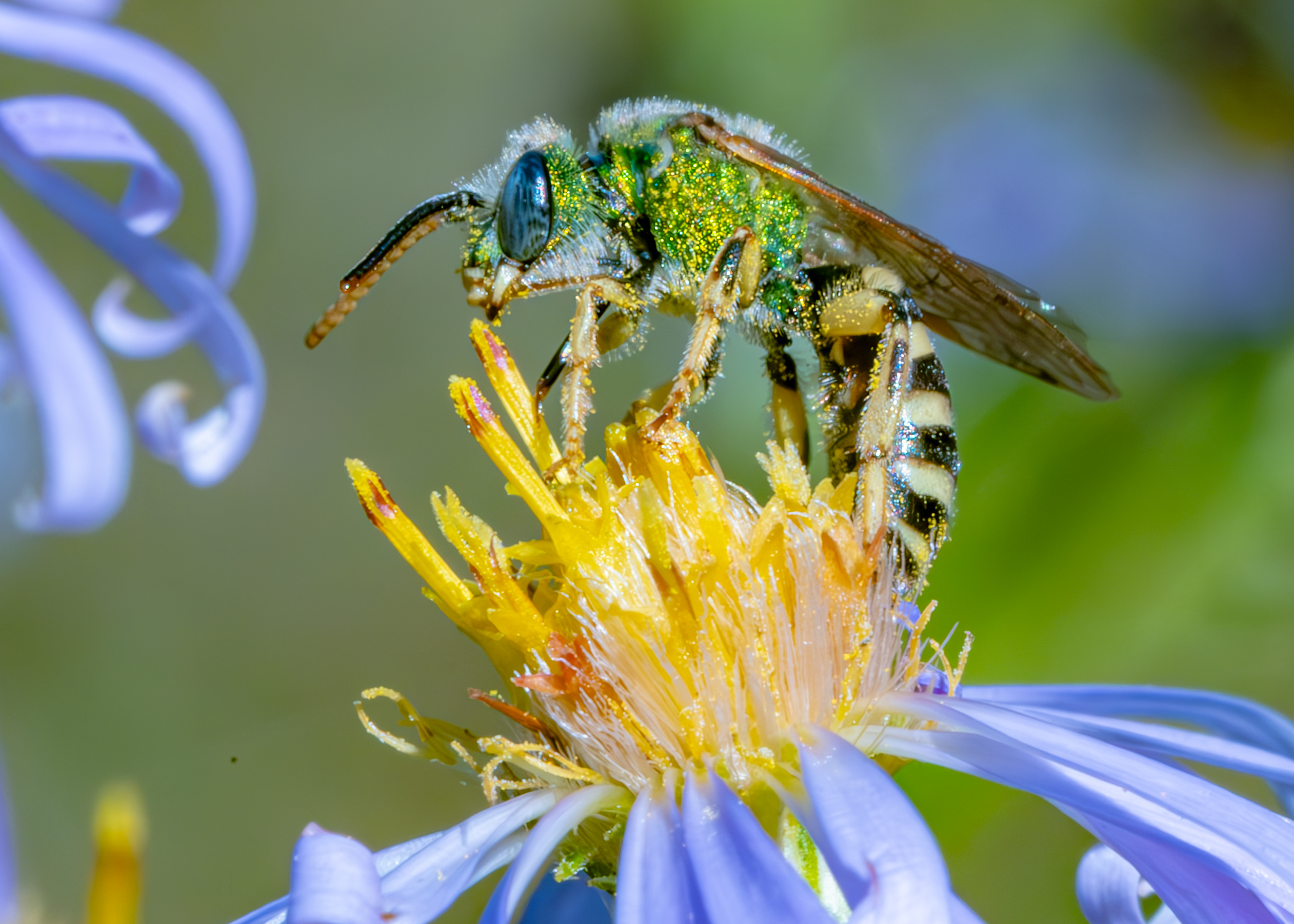 Green Sweat Bee
